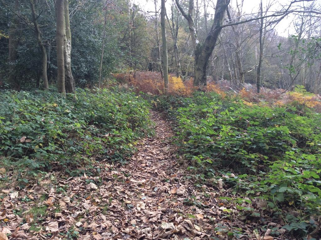 לינה וארוחת בוקר Chelwood Gate The Hideaway חדר תמונה